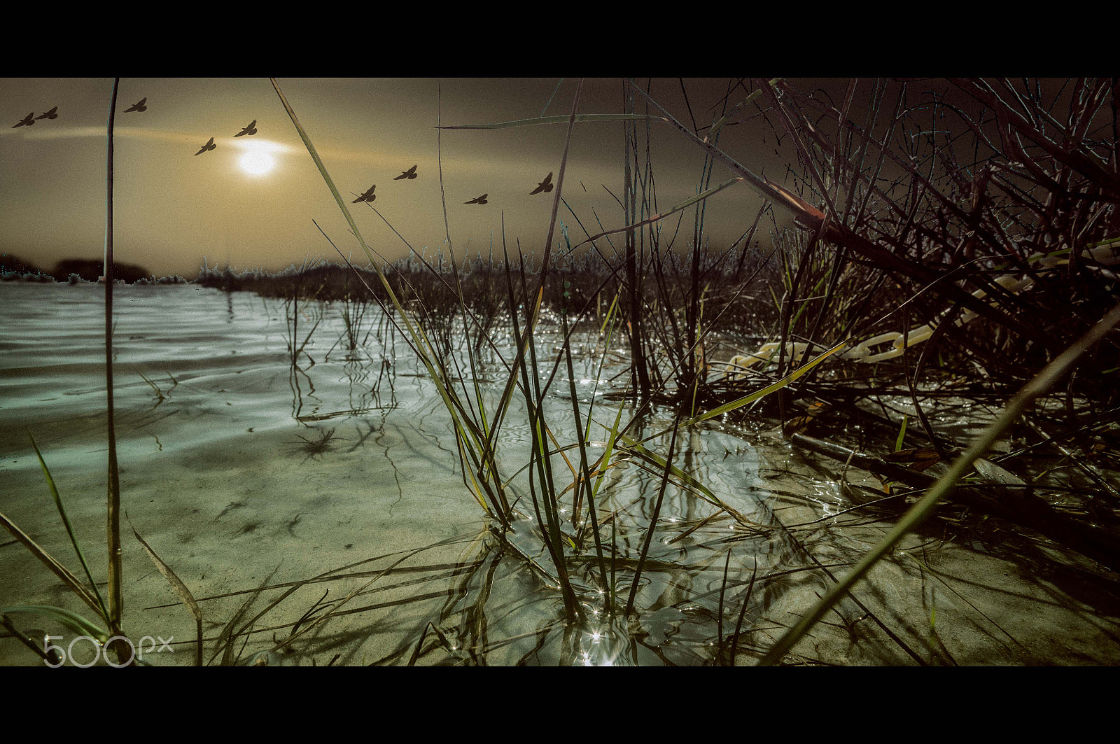 Sony Alpha NEX-3N + Sony E 16mm F2.8 sample photo. Water, tall grass, sandy beach photography