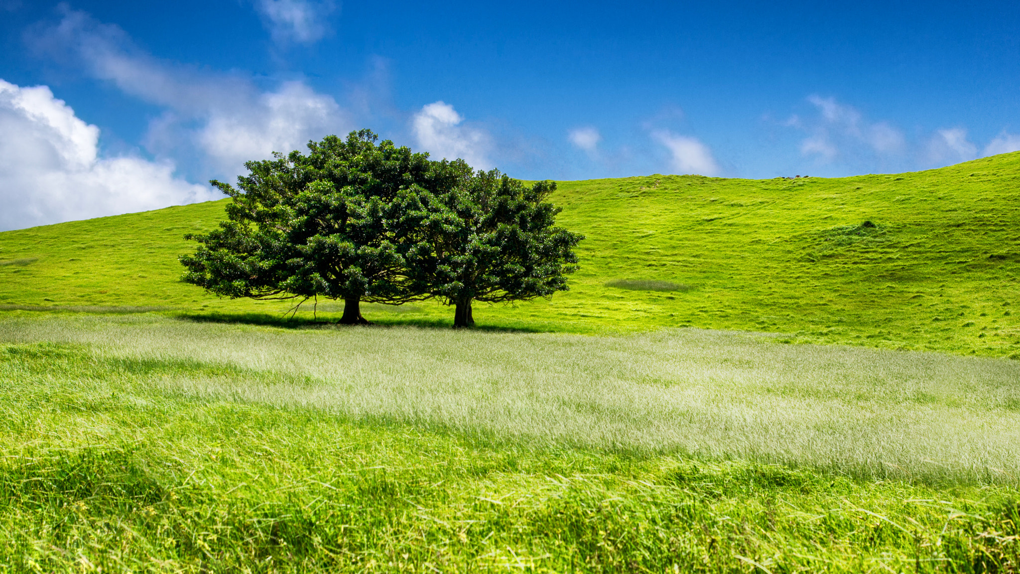 Sony Alpha DSLR-A550 sample photo. Lonely trees photography