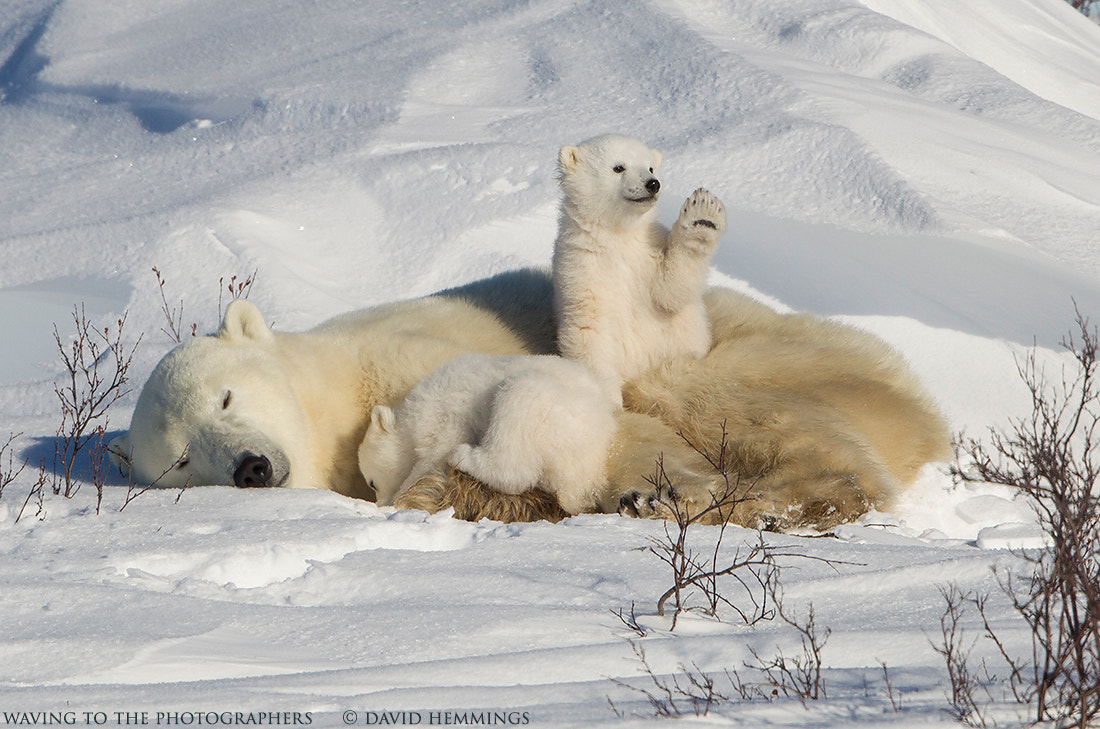 Canon EF 500mm F4L IS II USM sample photo. Polar bear mother & cubs photography