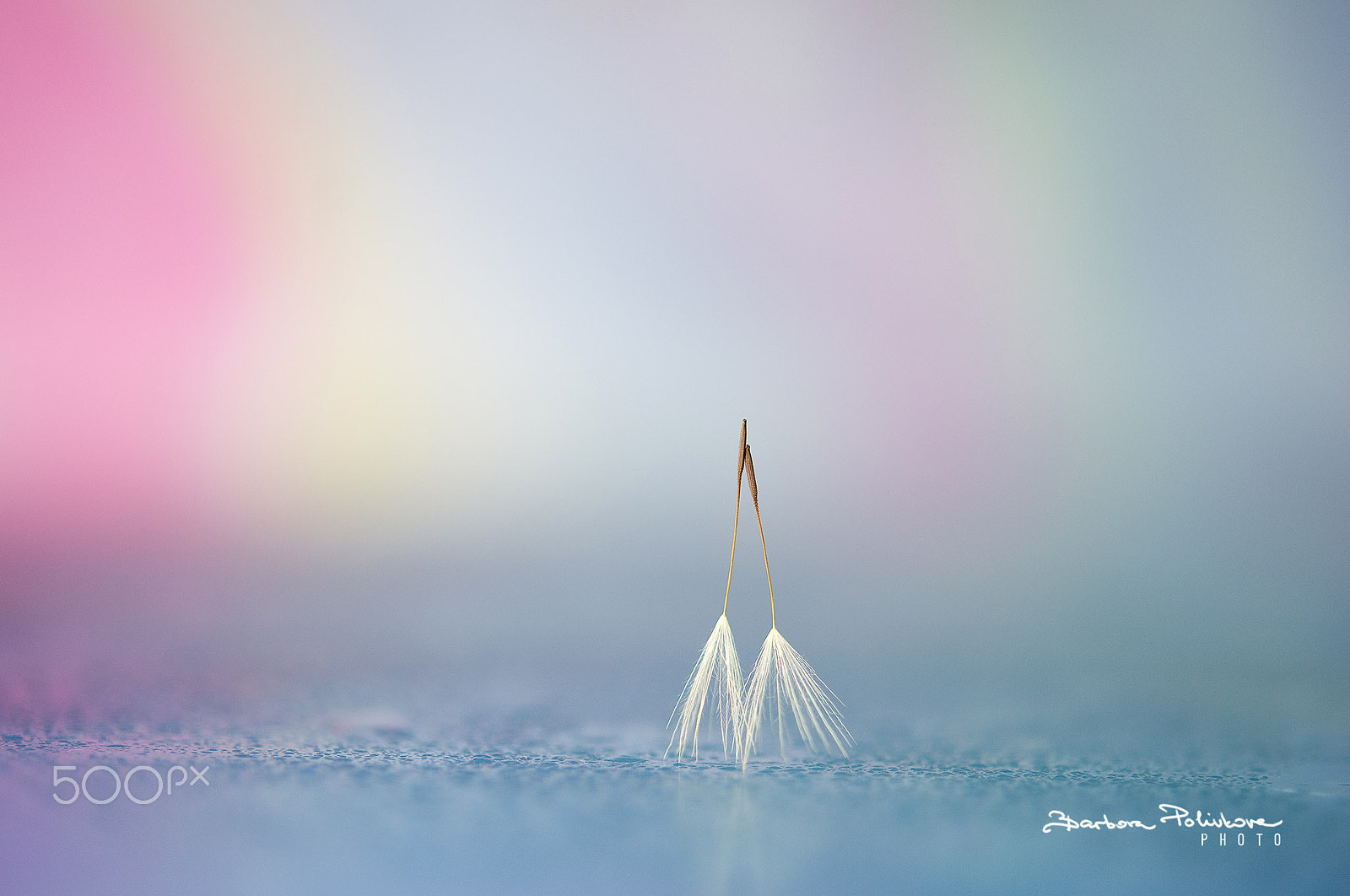 Nikon AF-S Micro-Nikkor 60mm F2.8G ED sample photo. Dancing together photography