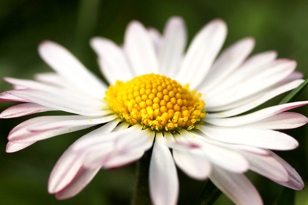 Sigma 70mm F2.8 EX DG Macro sample photo. Daisy photography