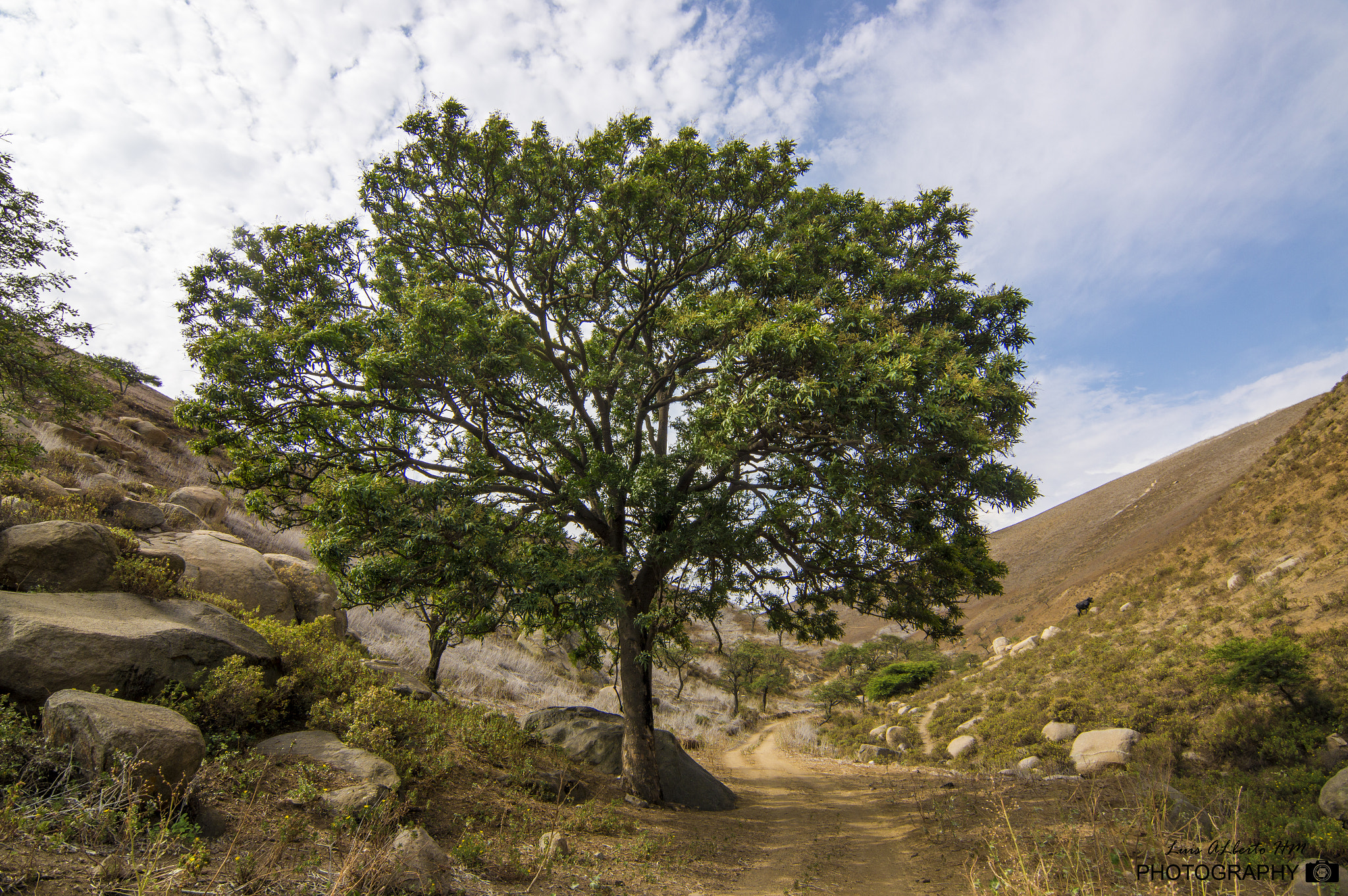 Sony SLT-A58 + 20mm F2.8 sample photo. Árbol de la vida photography
