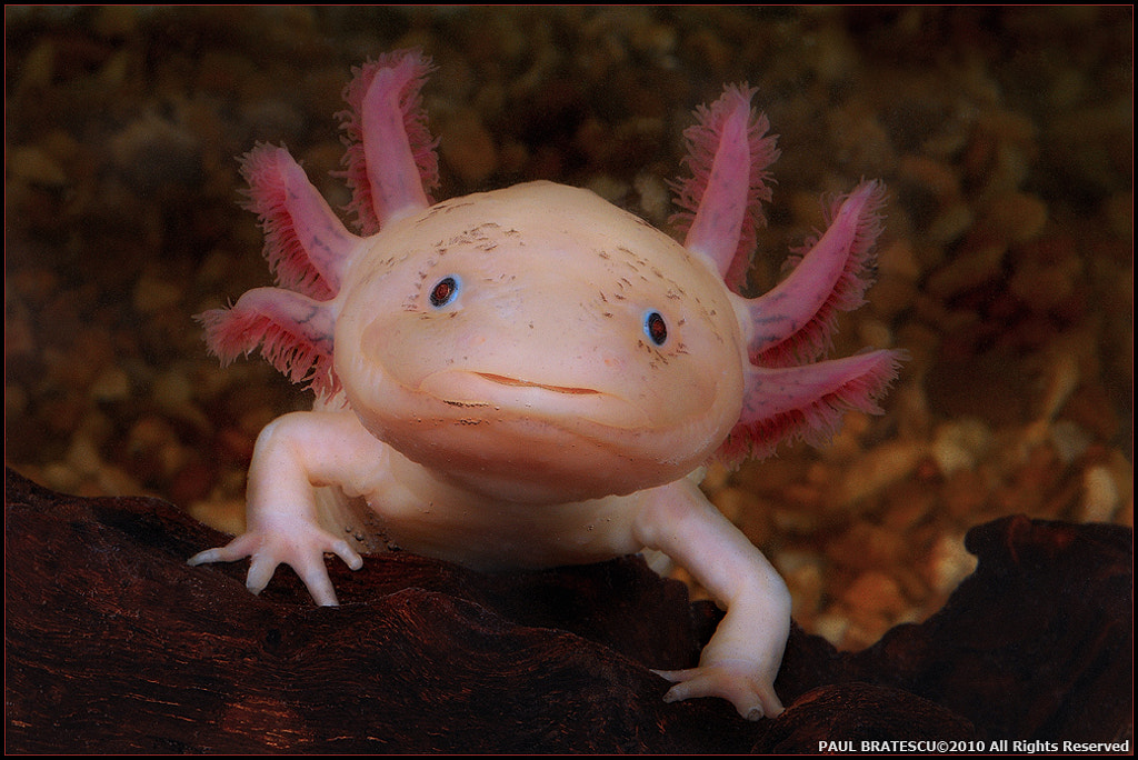 Axolotl Lifespan: How Long Do Axolotls Live For - Can Axolotls Live on Land