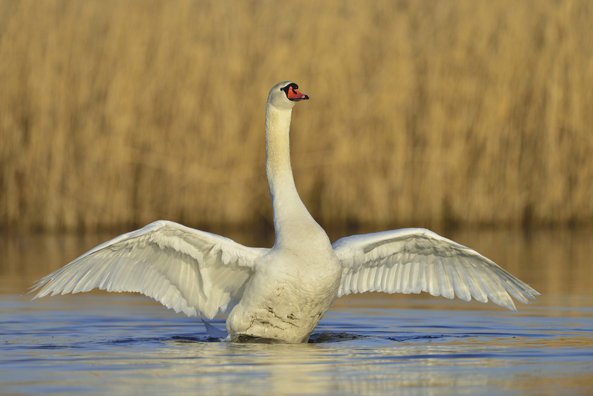 Nikon D800 + Nikon AF-S Nikkor 600mm F4G ED VR sample photo. After work photography
