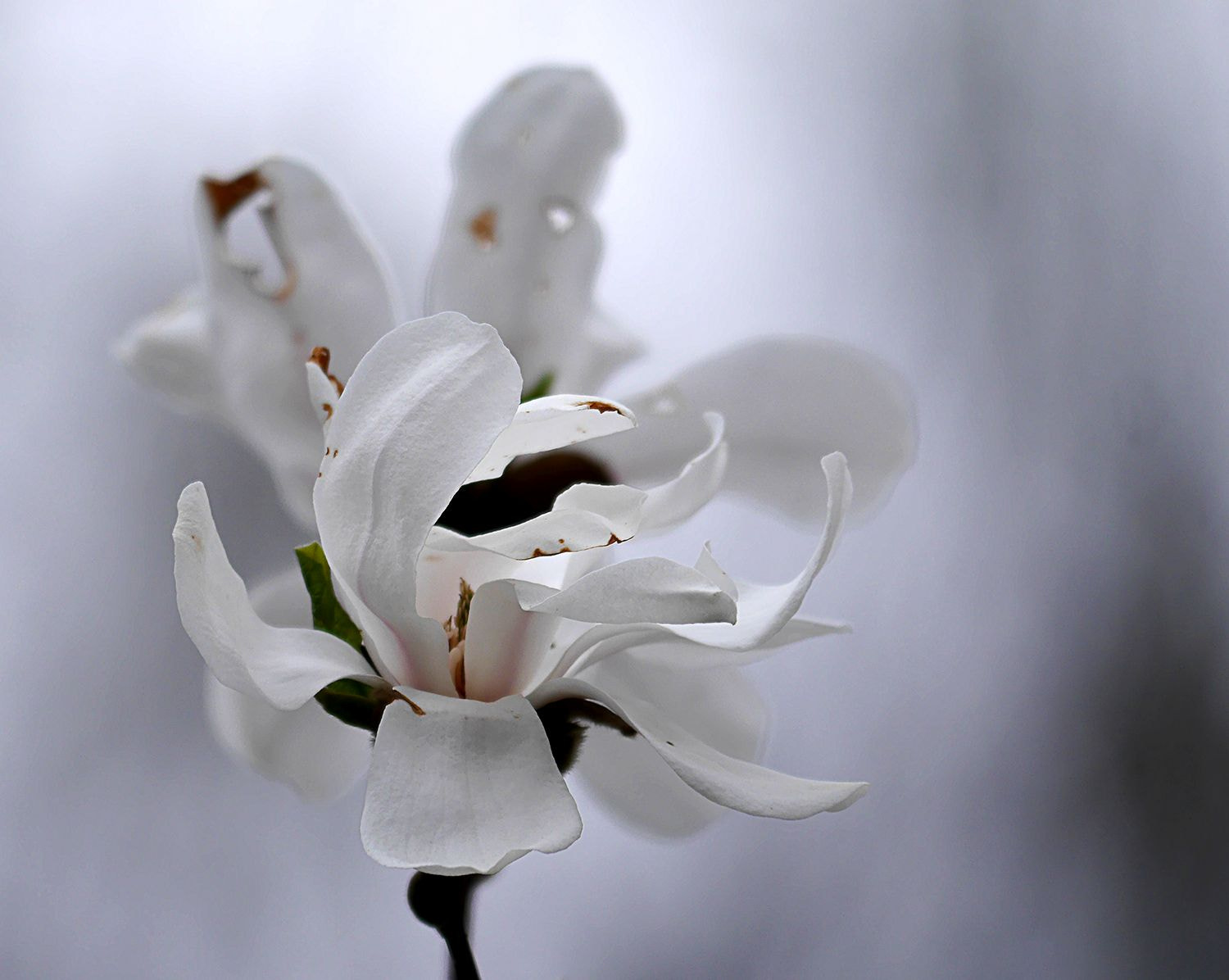 Panasonic Lumix DMC-G6 sample photo. Magnolia photography