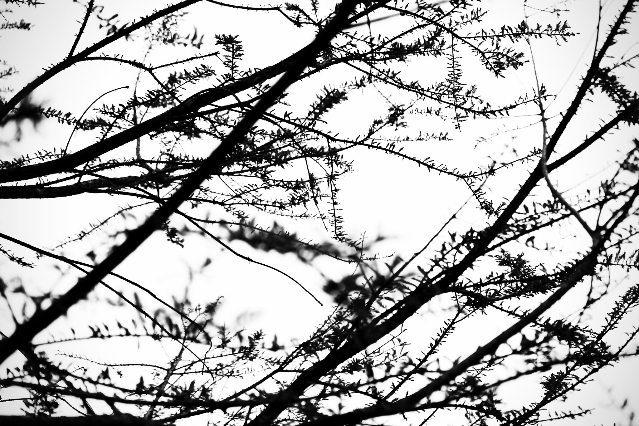 Canon EF-S 55-250mm F4-5.6 IS II sample photo. Tangled photography