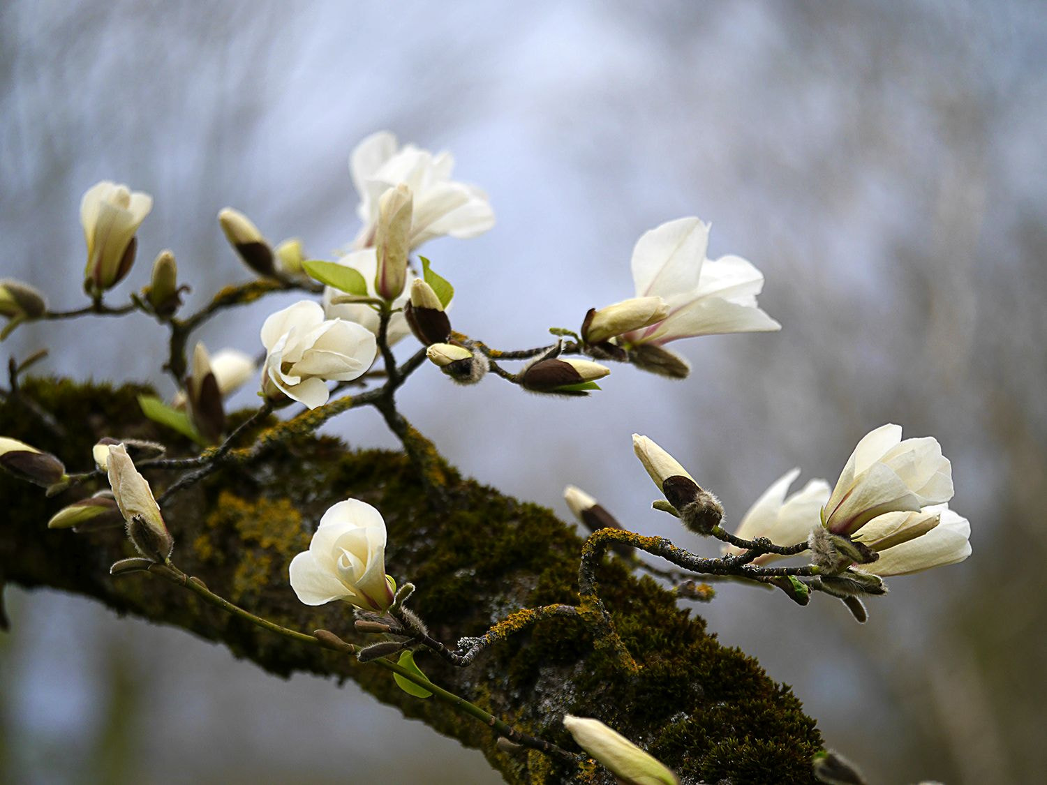 Panasonic Lumix DMC-G6 sample photo. Der alte magnolienbaum photography