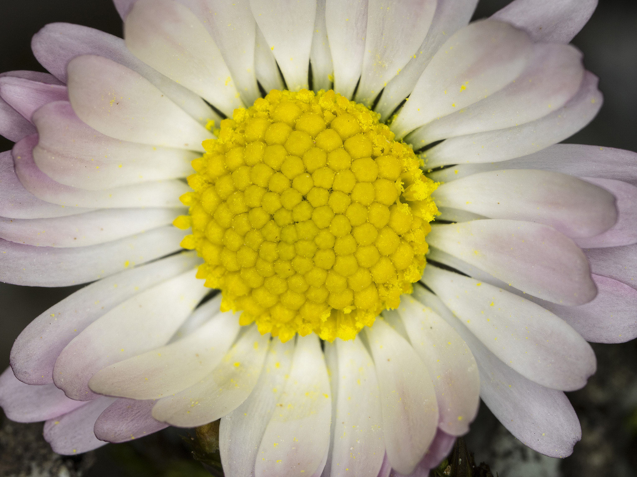 Canon MP-E 65mm F2.5 1-5x Macro Photo sample photo. Bellis perennis photography