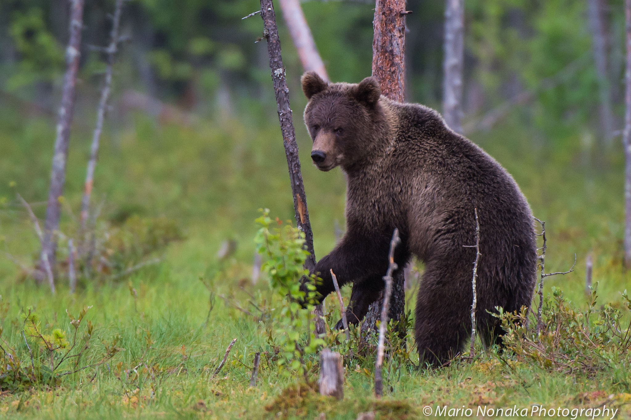 Nikon AF-S Nikkor 200-400mm F4G ED-IF VR sample photo. Brown bear photography