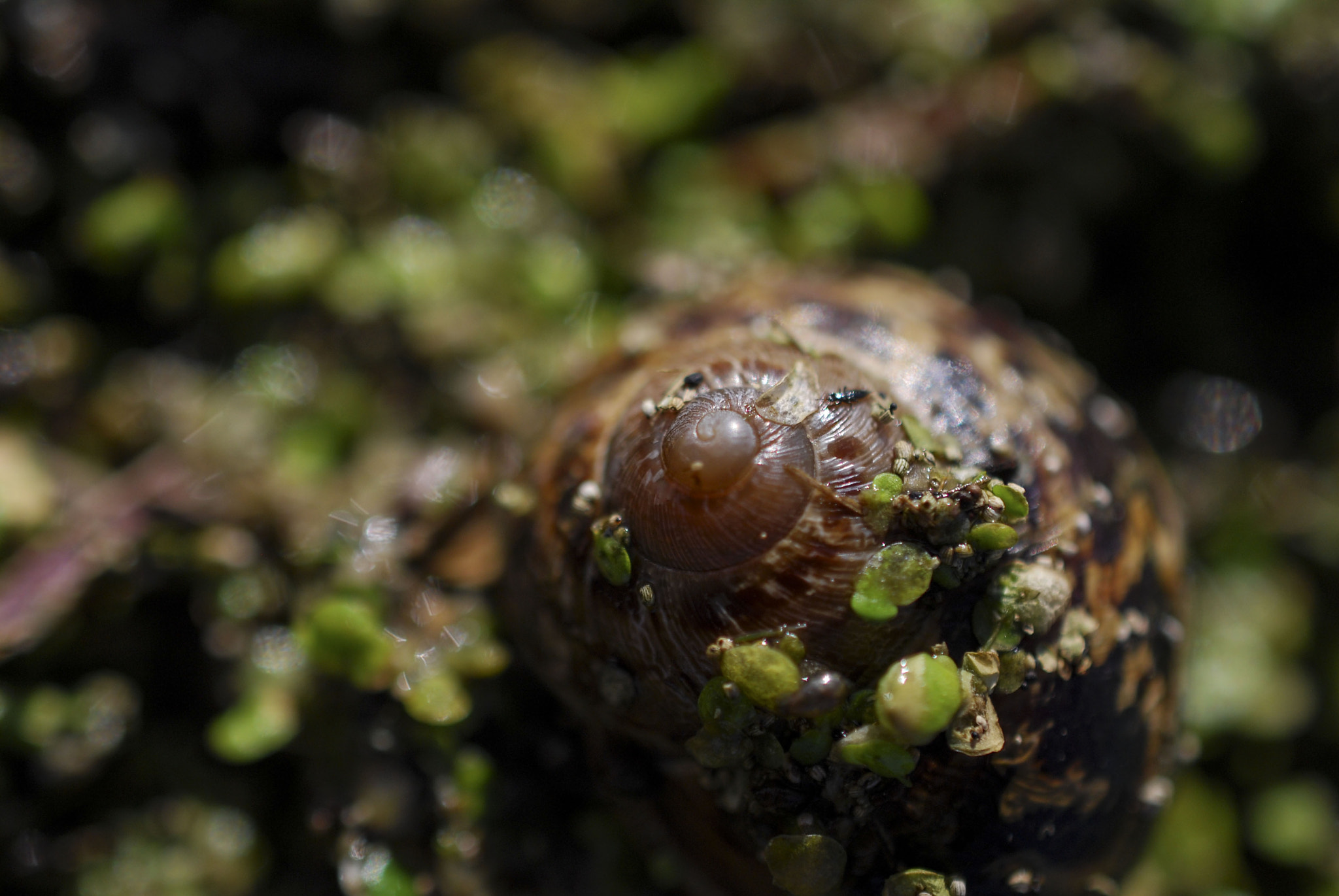 Nikon AF-S DX Micro Nikkor 40mm F2.8 sample photo. Snail photography