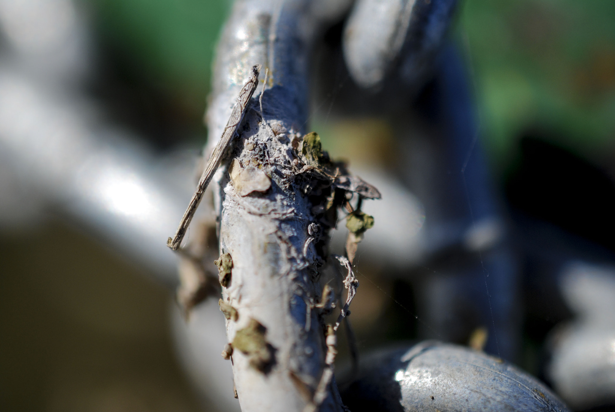 Nikon AF-S DX Micro Nikkor 40mm F2.8 sample photo. Chain photography