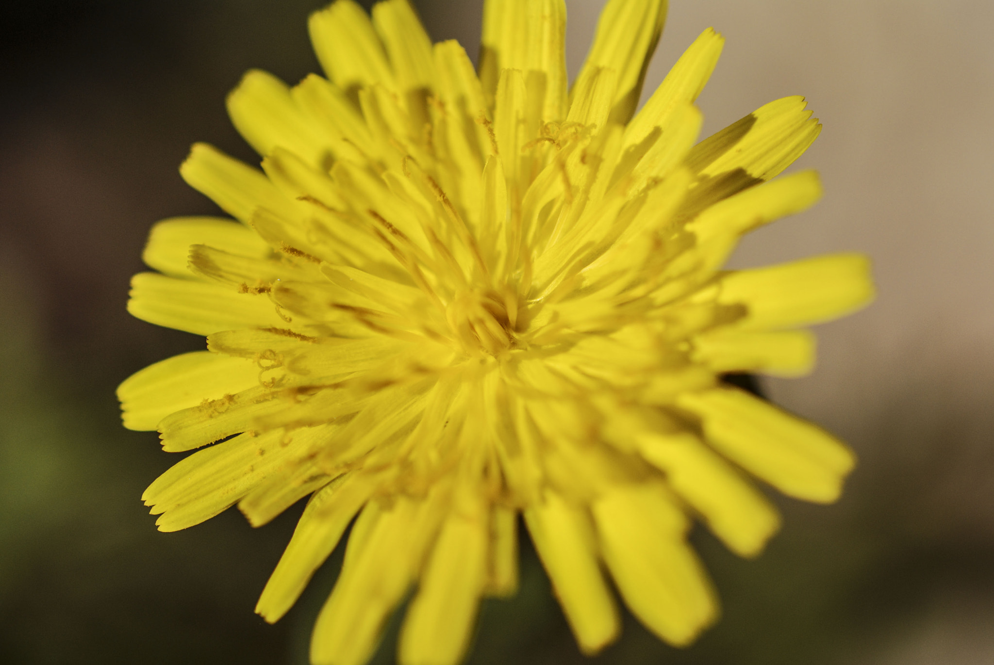 Nikon AF-S DX Micro Nikkor 40mm F2.8 sample photo. Flower photography