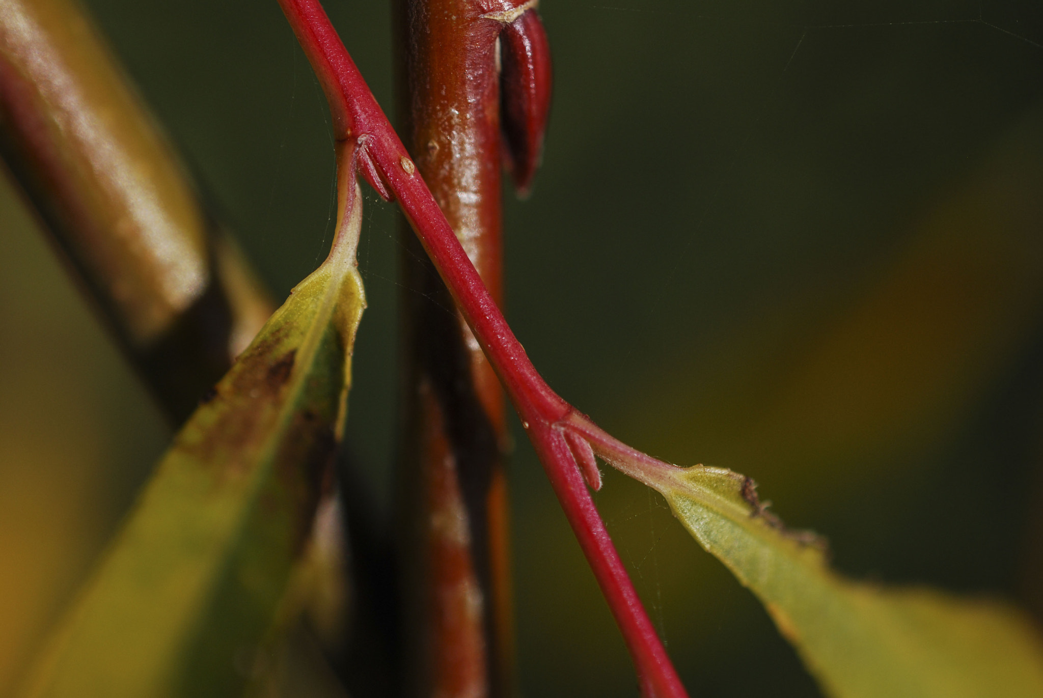 Nikon AF-S DX Micro Nikkor 40mm F2.8 sample photo. Plant photography