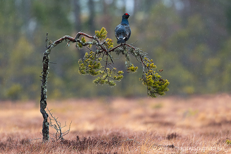 Nikon D4S + Nikon AF-S Nikkor 500mm F4G ED VR sample photo. Black grouse photography