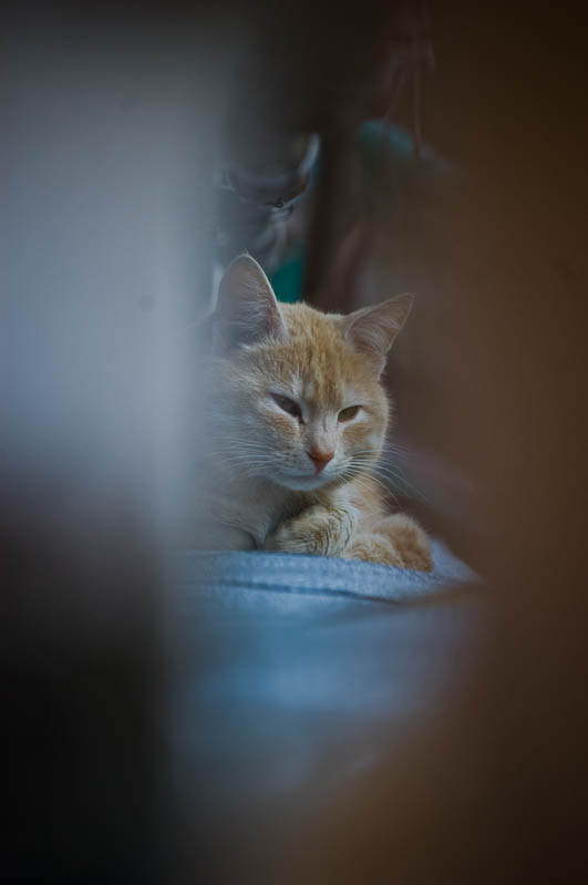 Sigma 70-300mm F4-5.6 APO DG Macro sample photo. Yalta cats / Ялтинские коты photography