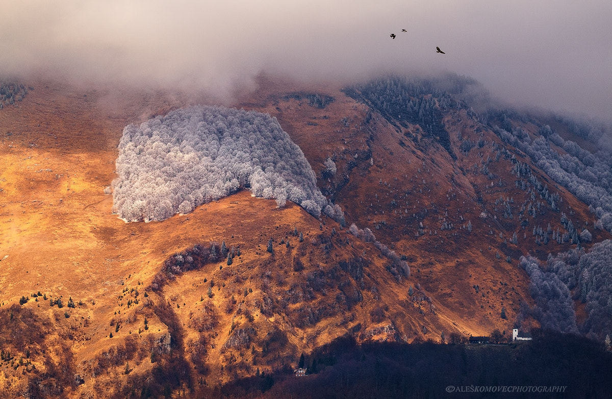 SIGMA 50-500mm F4-6.3 DG HSM sample photo. Frozen devil's forest photography