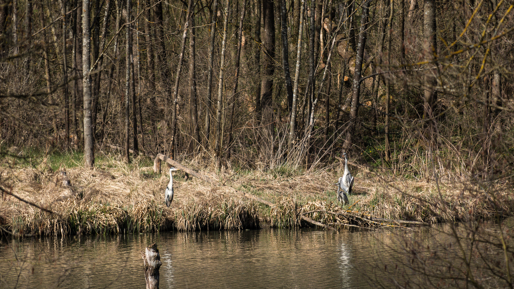 Canon EF 28-300mm F3.5-5.6L IS USM sample photo. Heronfamily photography
