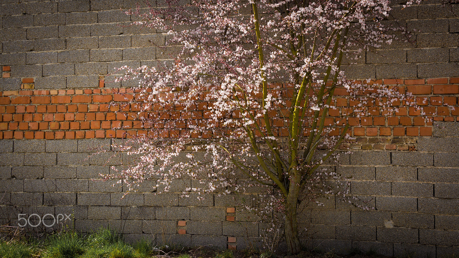 Canon EF 28-300mm F3.5-5.6L IS USM sample photo. Bloomingspring photography