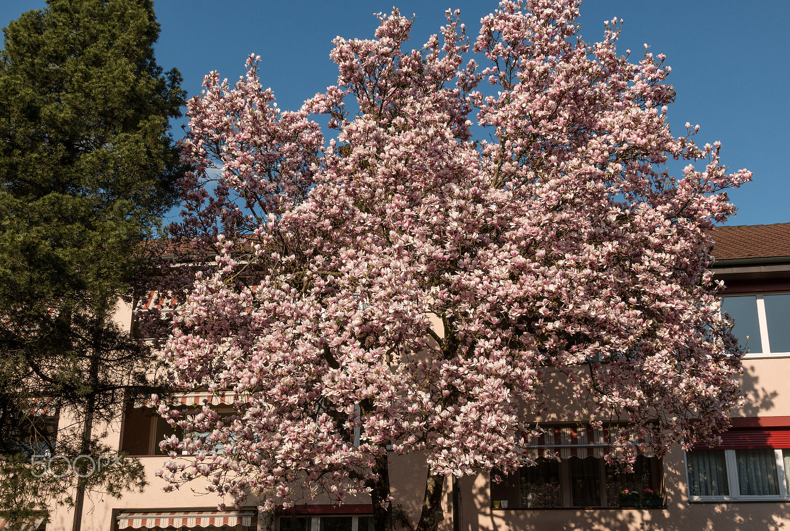 Canon EF 28-300mm F3.5-5.6L IS USM sample photo. Magnolia tree photography