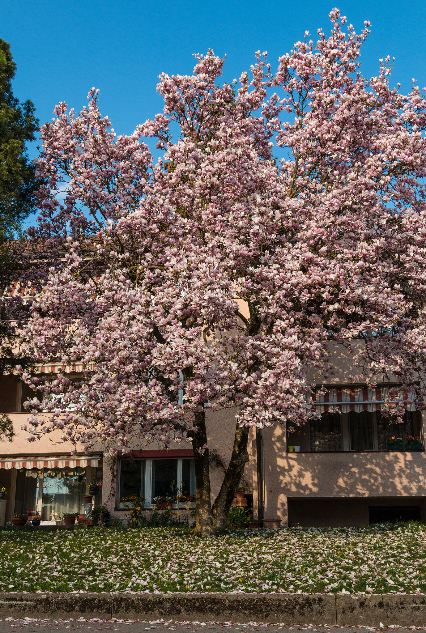 Canon EF 28-300mm F3.5-5.6L IS USM sample photo. Blooming magnolia photography