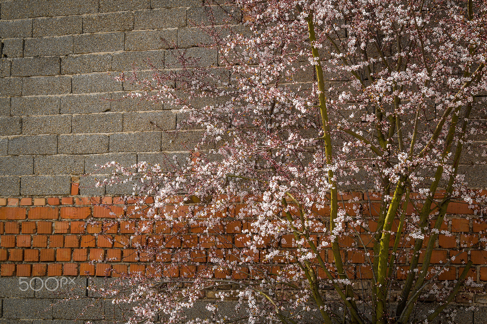 Canon EF 28-300mm F3.5-5.6L IS USM sample photo. Bloomingstone photography