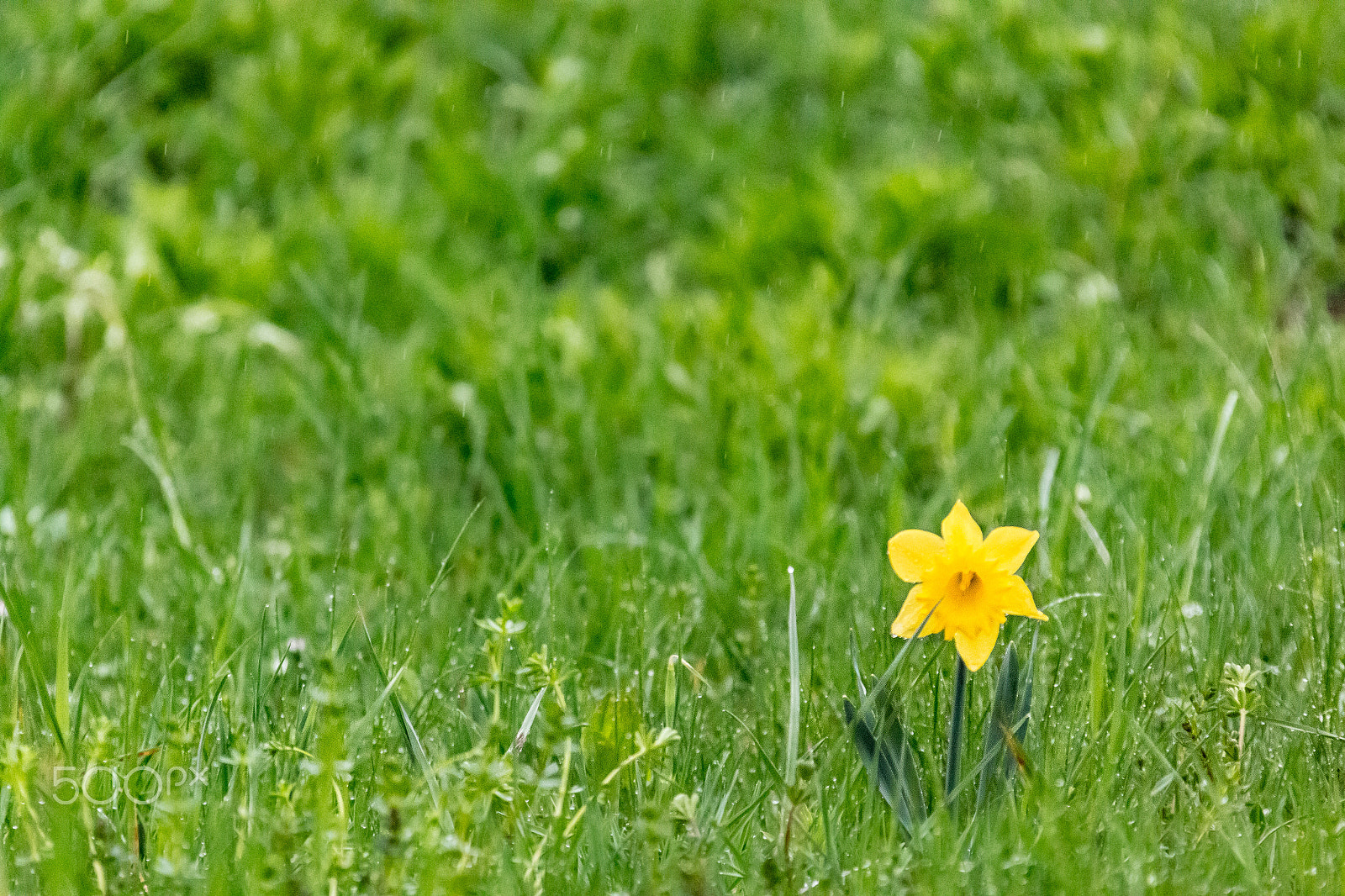 Canon EF 28-300mm F3.5-5.6L IS USM sample photo. Springtime photography