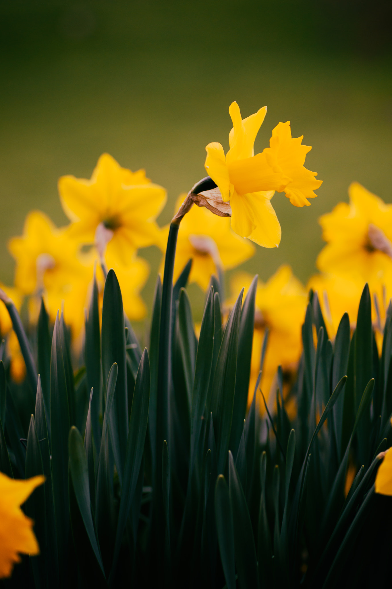 Sony SLT-A77 + Sigma 70mm F2.8 EX DG Macro sample photo. Daffodil (narzisse) photography