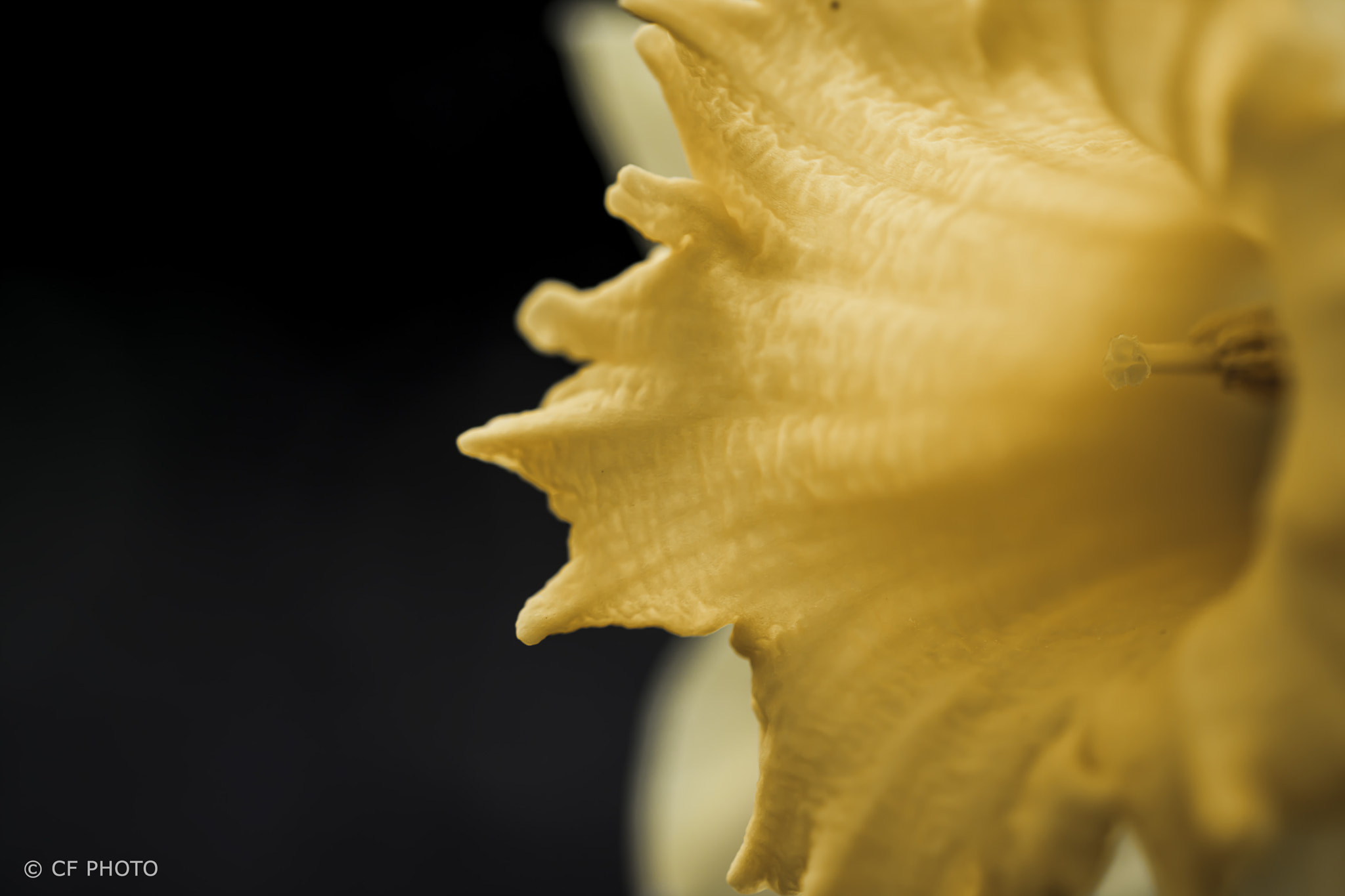 Sigma 70mm F2.8 EX DG Macro sample photo. Narcissus photography