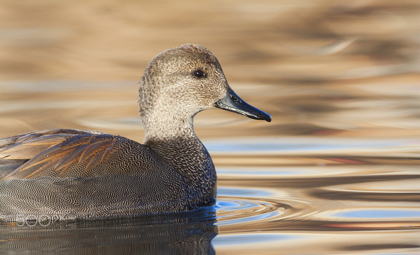 Canon EOS 50D + Canon EF 500mm F4L IS USM sample photo. Gadwall in morning light photography