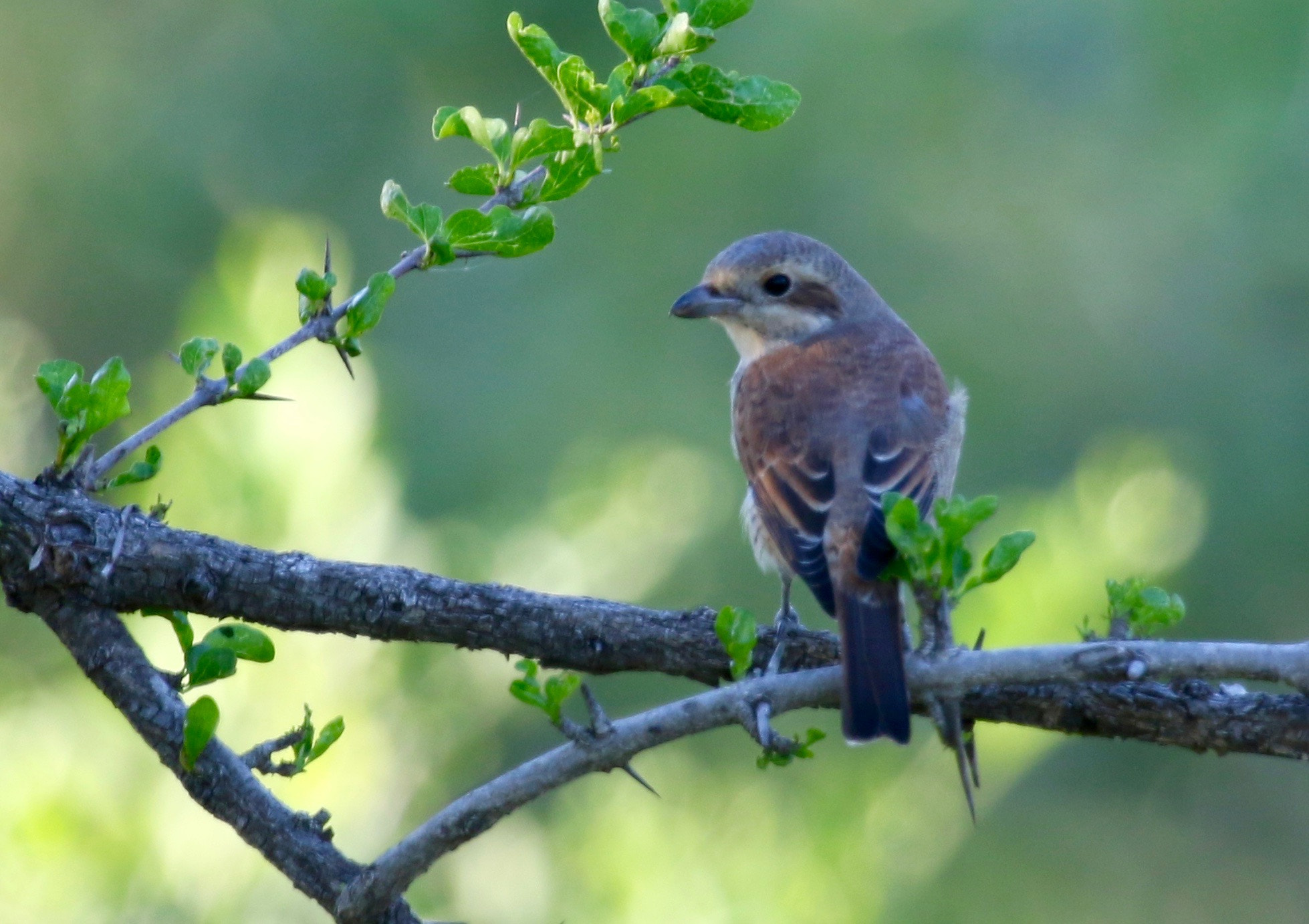 Canon EF 100-400mm F4.5-5.6L IS USM sample photo. Red-backed shrike...young female photography