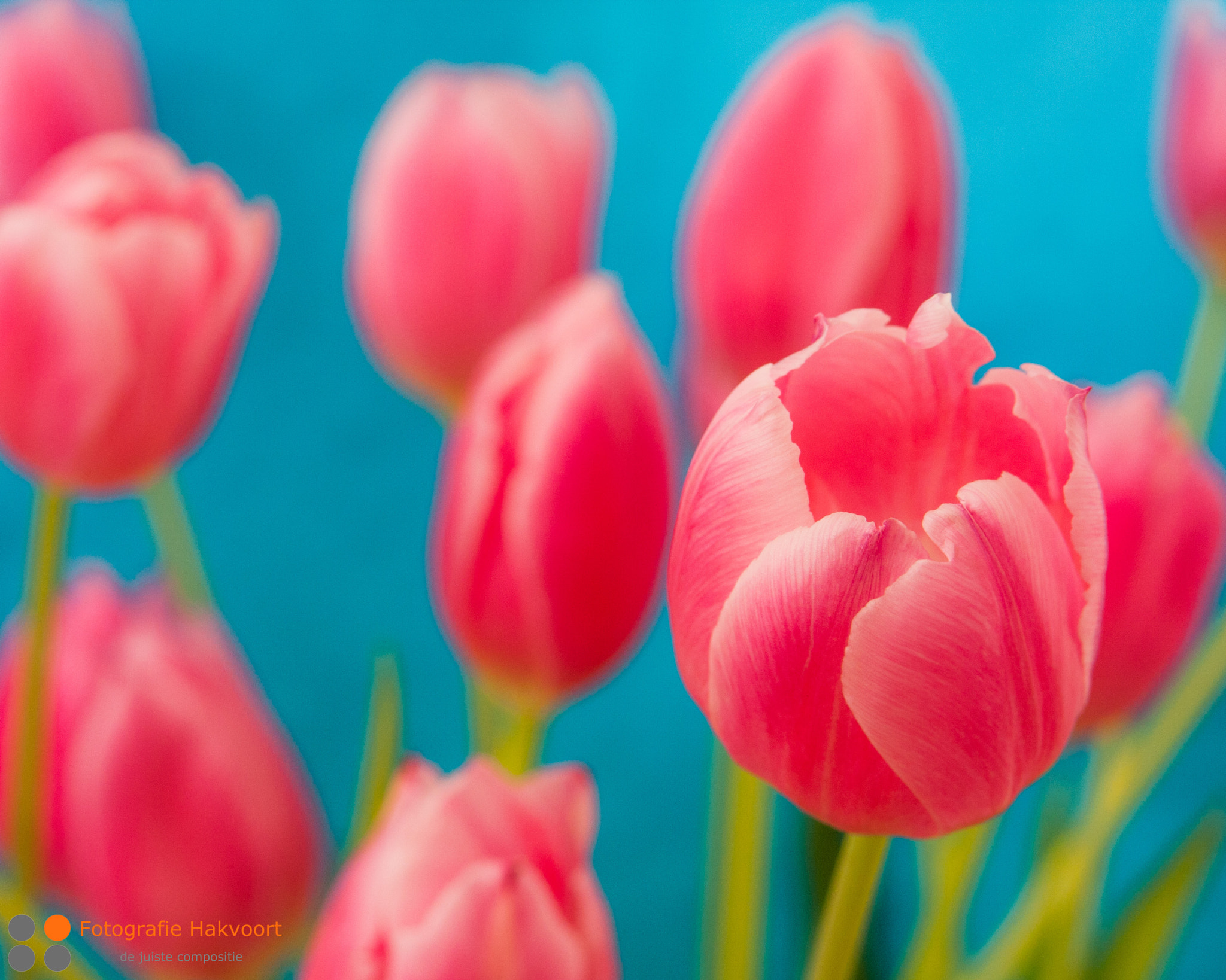 Sigma APO 50-150mm f/2.8 [II] EX DC HSM sample photo. Tulips photography
