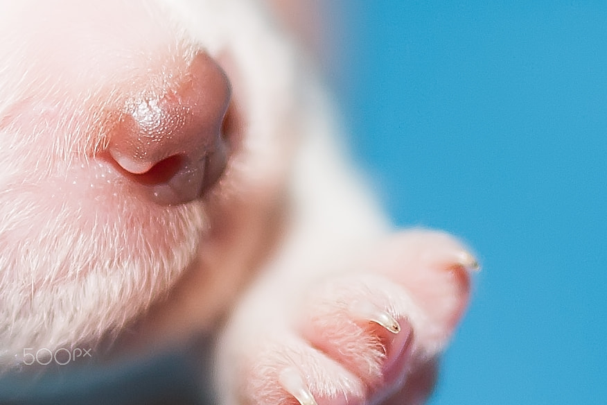 Canon EOS-1Ds Mark III sample photo. Puppy's nose photography