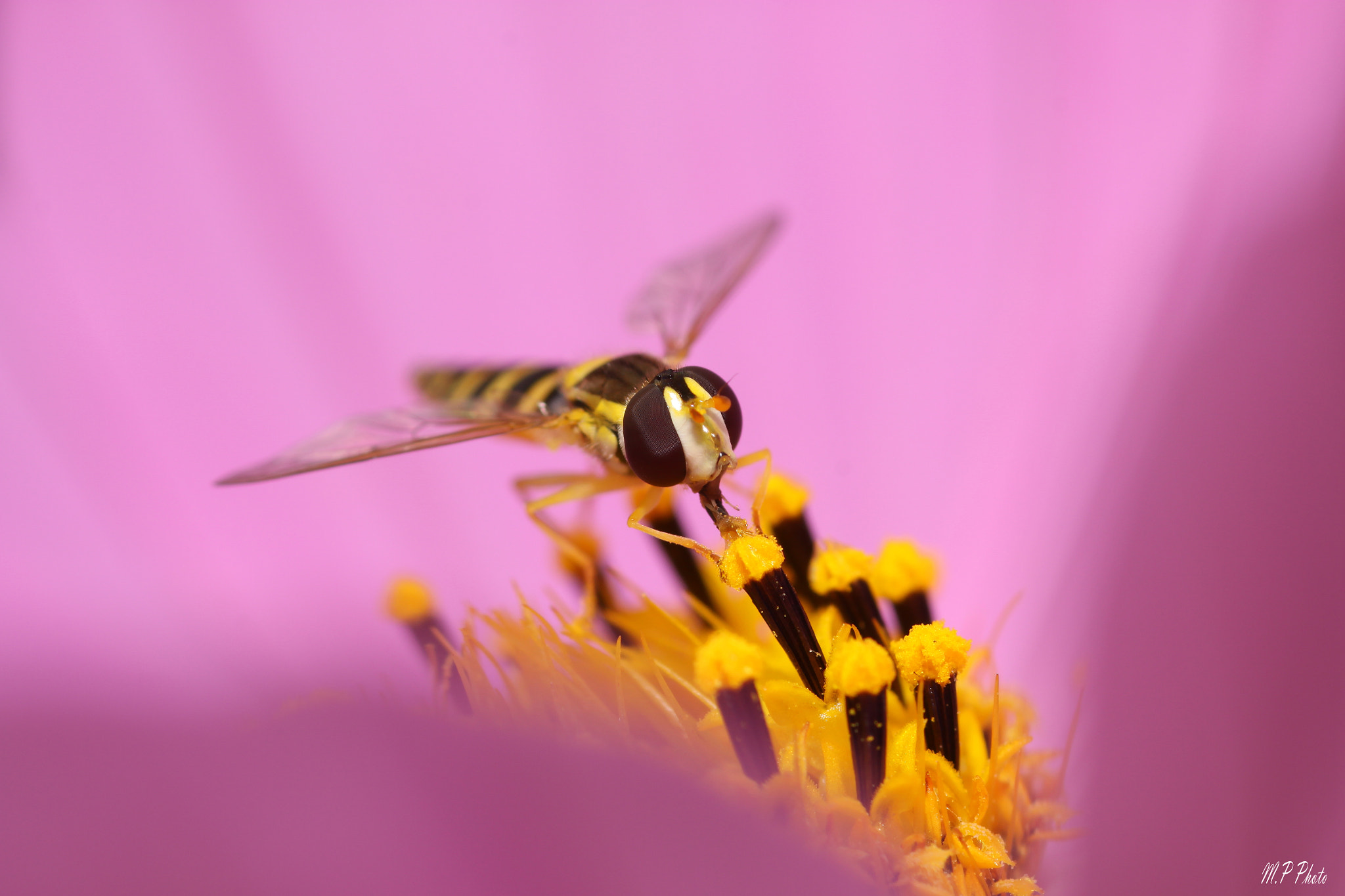 Canon EOS 50D + Sigma 105mm F2.8 EX DG Macro sample photo