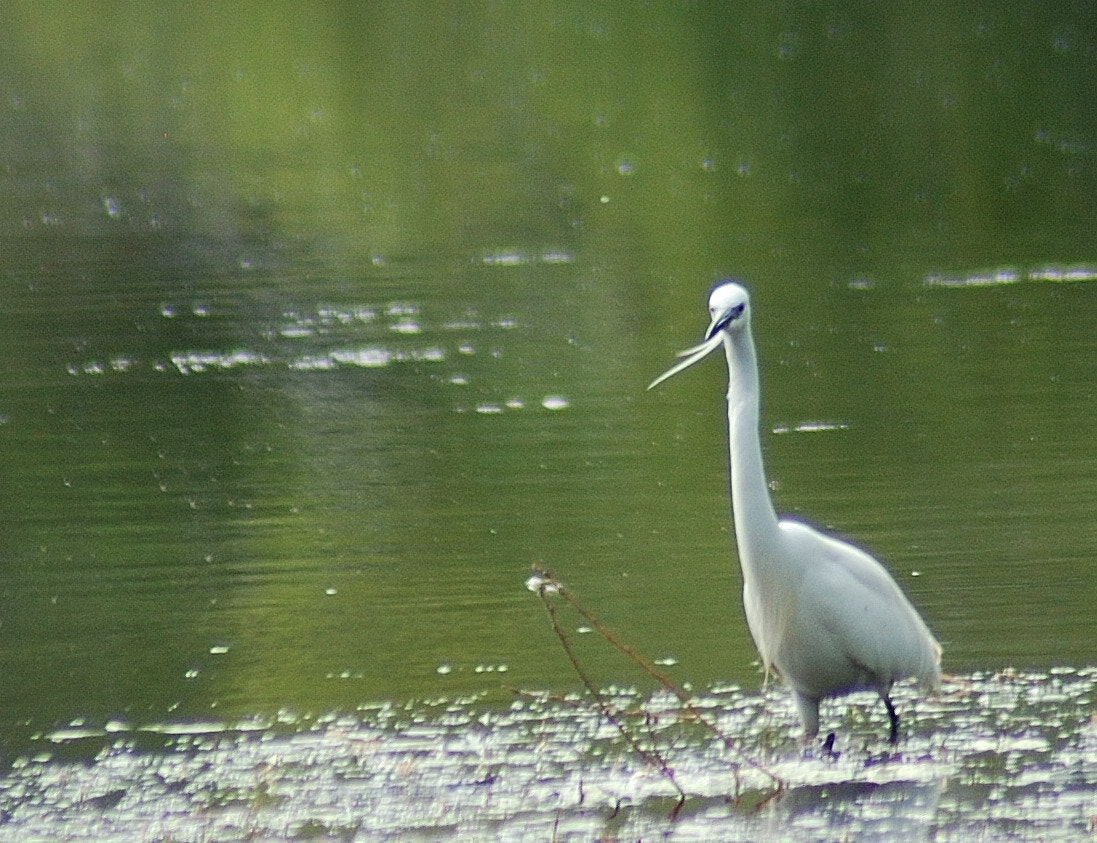 Nikon AF Nikkor 70-300mm F4-5.6G sample photo. Aigrette garzett photography