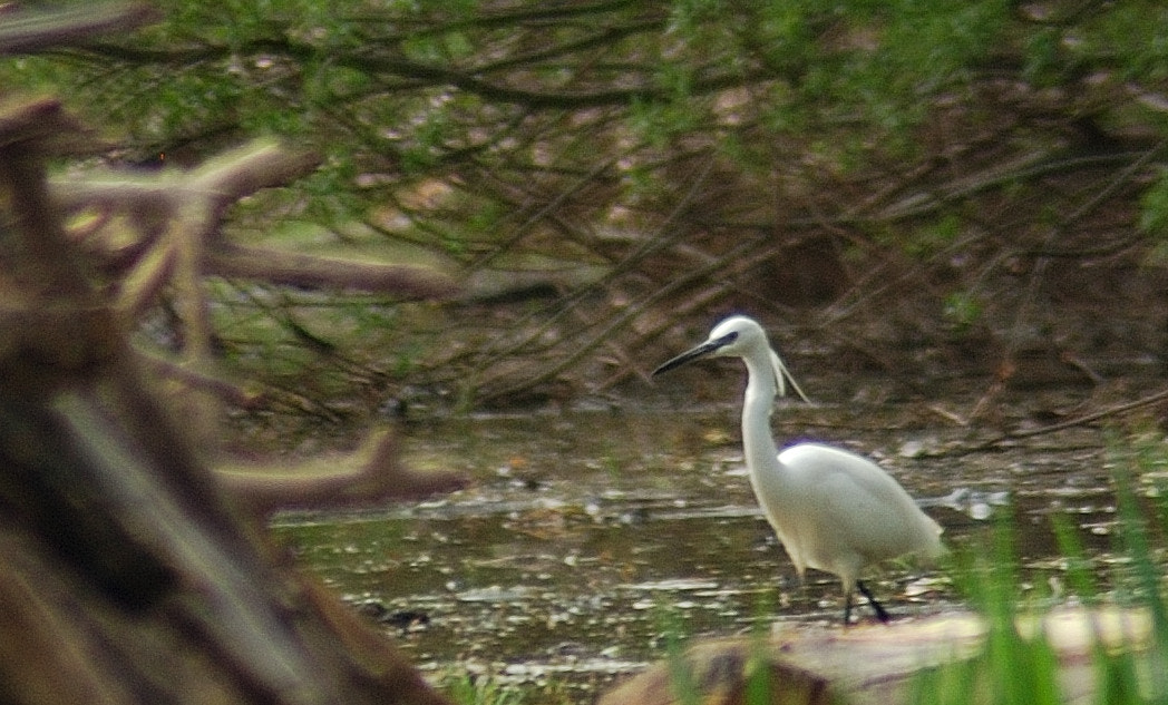 Nikon AF Nikkor 70-300mm F4-5.6G sample photo. Aigrette photography