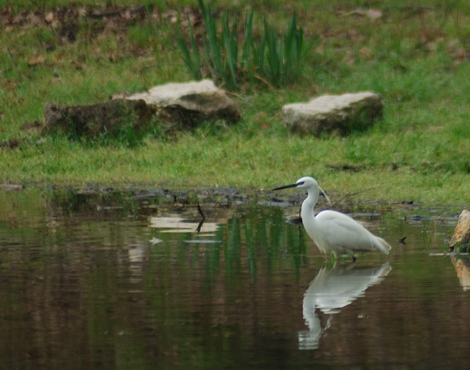 Nikon AF Nikkor 70-300mm F4-5.6G sample photo. Aigrette photography
