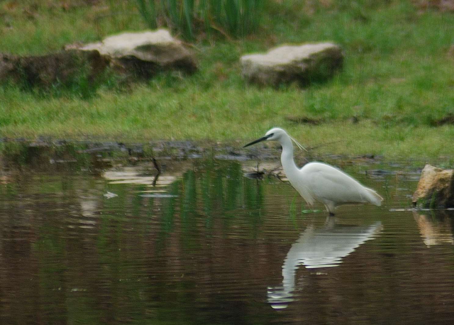 Nikon AF Nikkor 70-300mm F4-5.6G sample photo. Aigrette photography