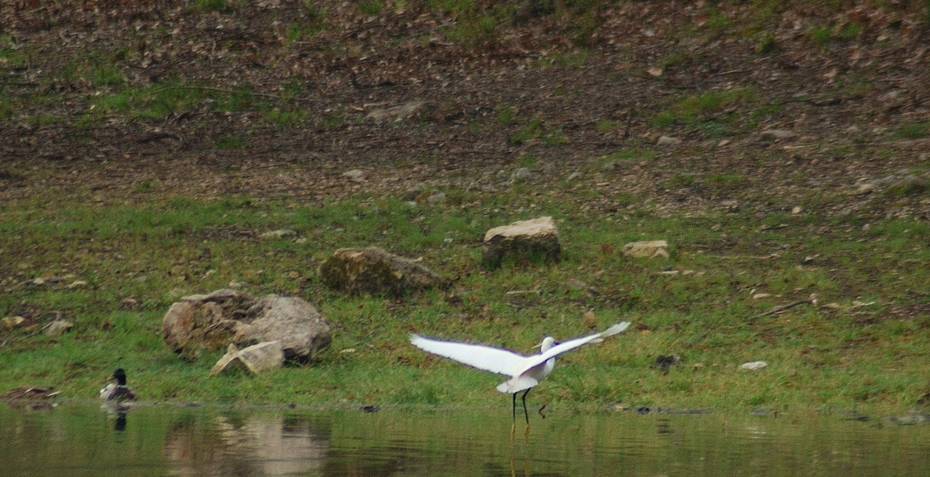 Nikon AF Nikkor 70-300mm F4-5.6G sample photo. Aigrette photography