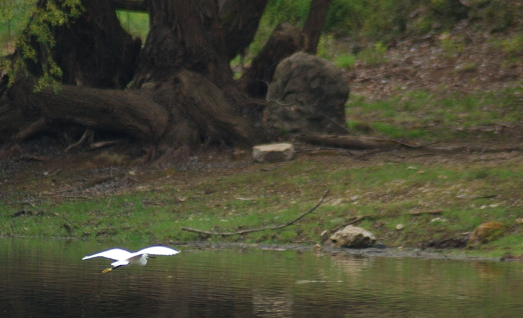 Nikon AF Nikkor 70-300mm F4-5.6G sample photo. Aigrette photography