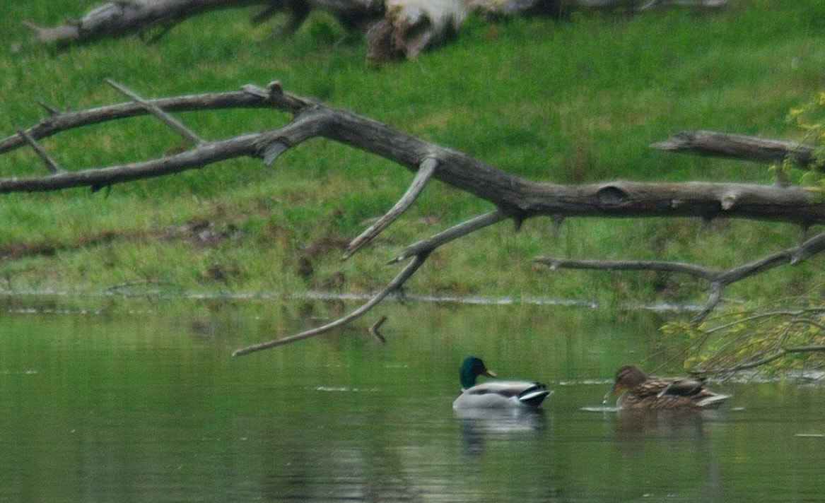 Nikon AF Nikkor 70-300mm F4-5.6G sample photo. Couple colvert photography