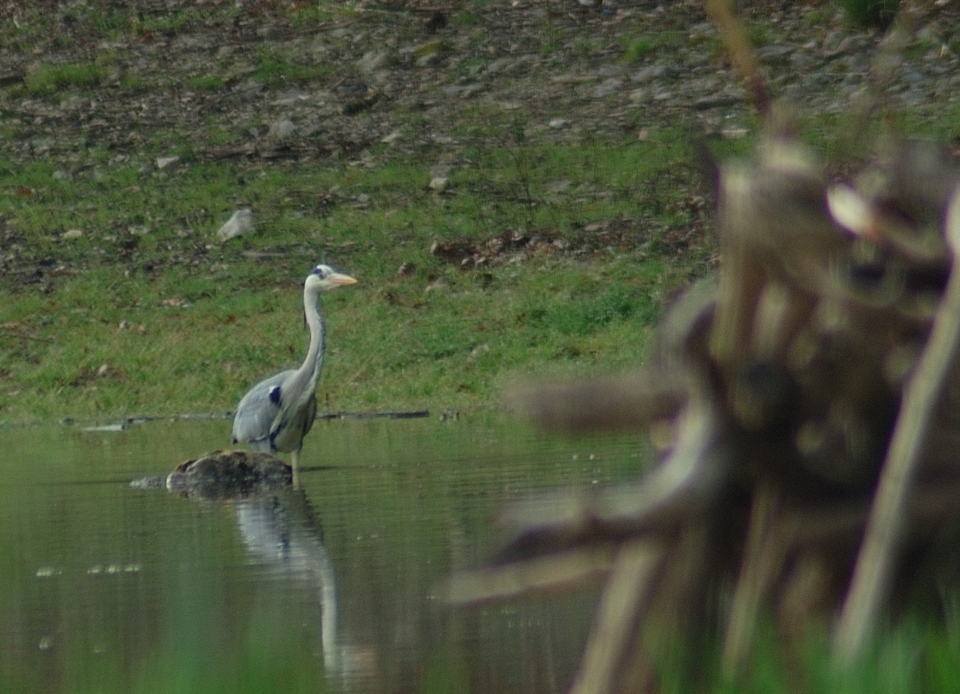 Nikon AF Nikkor 70-300mm F4-5.6G sample photo. Heron photography