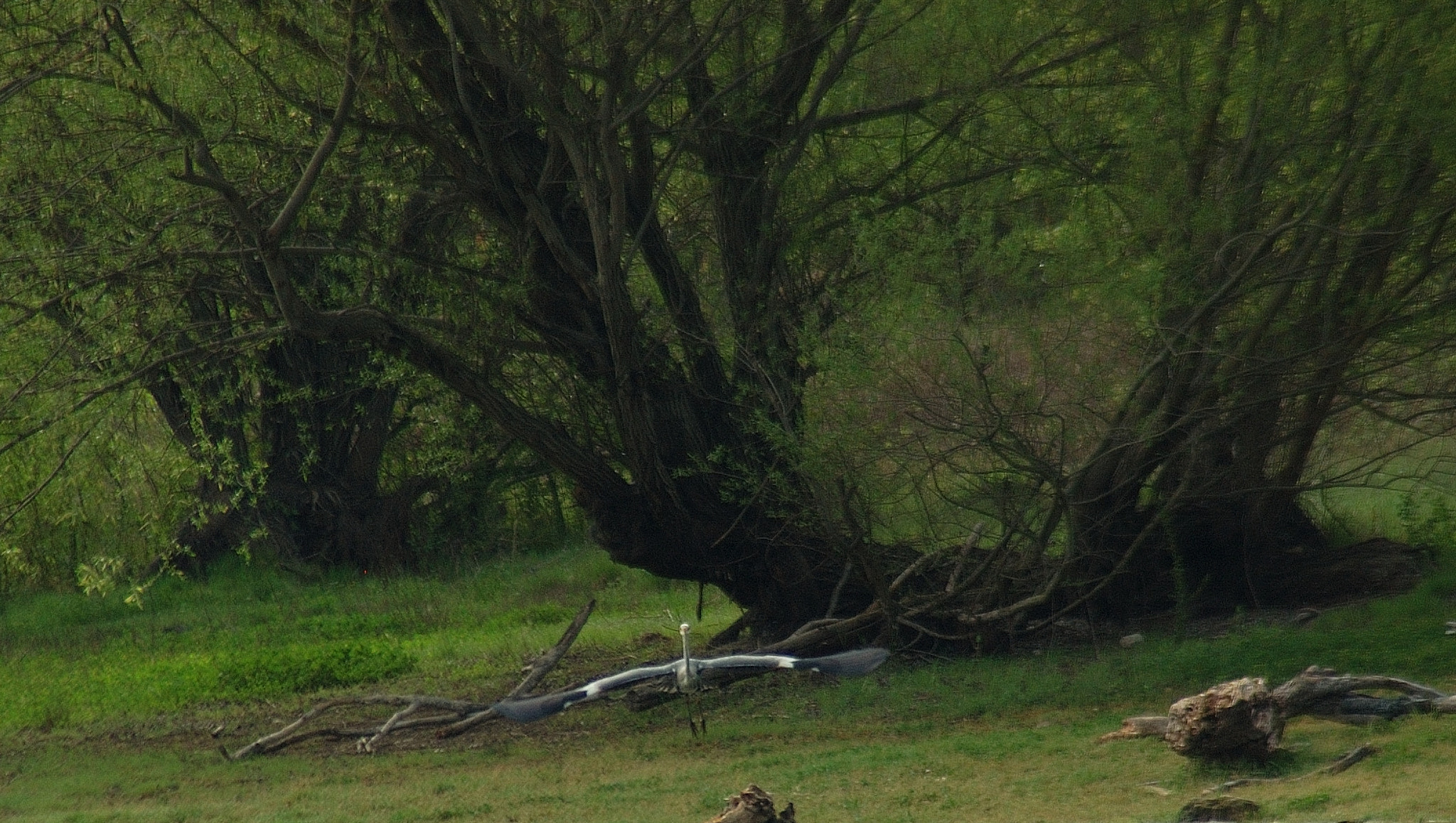 Nikon AF Nikkor 70-300mm F4-5.6G sample photo. Heron decolle photography