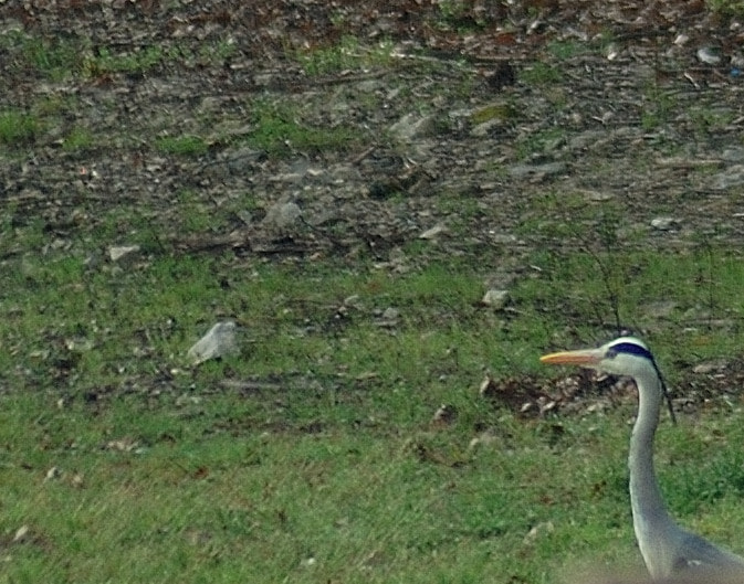 Nikon AF Nikkor 70-300mm F4-5.6G sample photo. Heron portrait photography