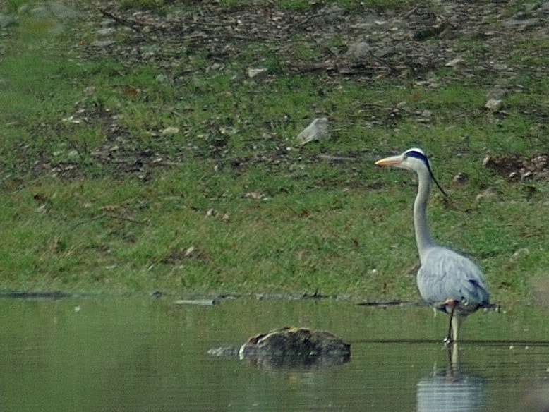 Nikon AF Nikkor 70-300mm F4-5.6G sample photo. Heron photography