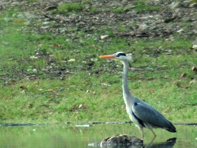 Nikon AF Nikkor 70-300mm F4-5.6G sample photo. Heron photography