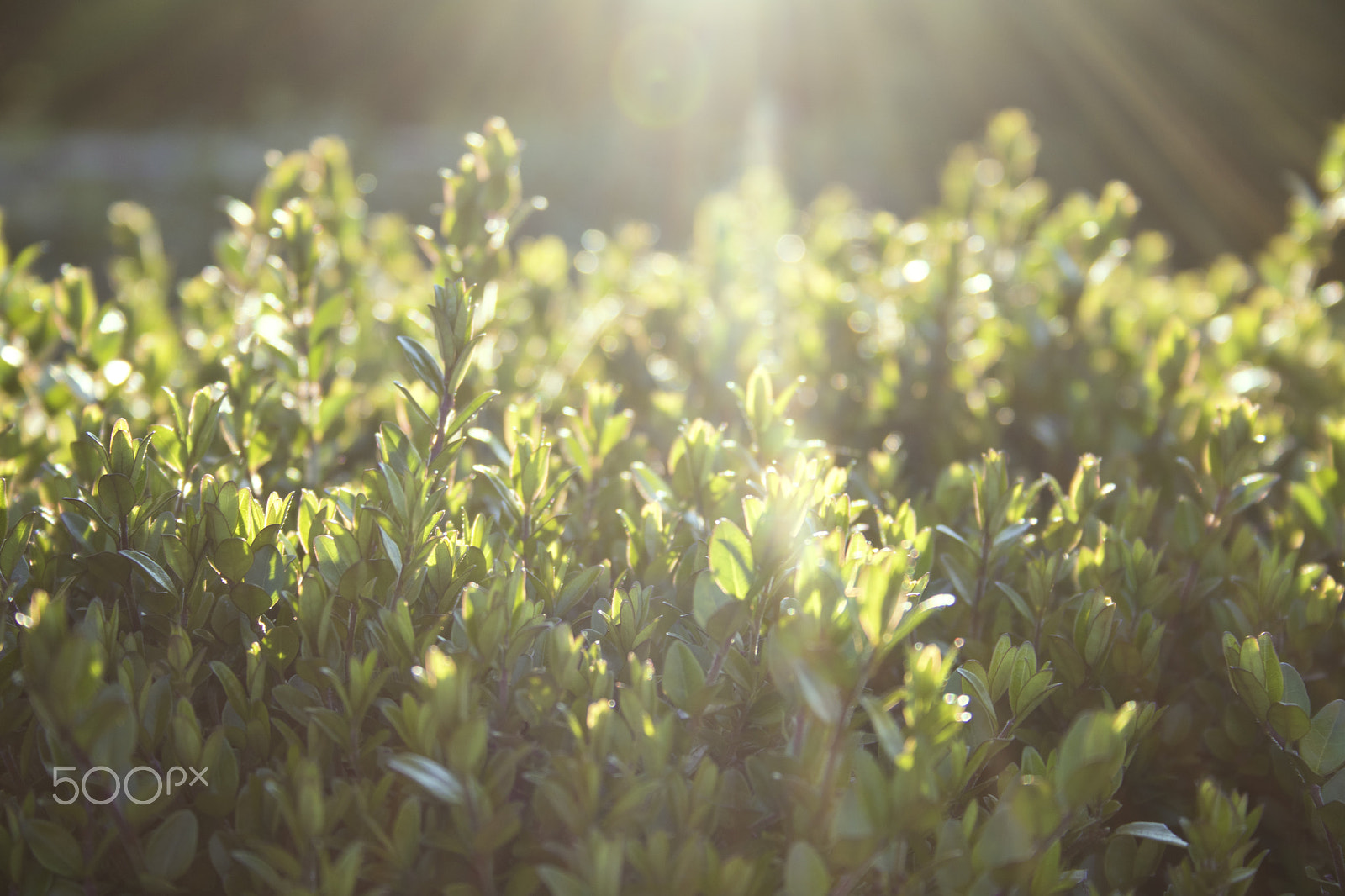 Canon EF-S 18-55mm F3.5-5.6 sample photo. Lights of spring. photography