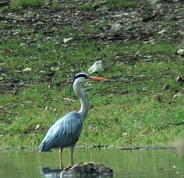 Nikon AF Nikkor 70-300mm F4-5.6G sample photo. Heron photography