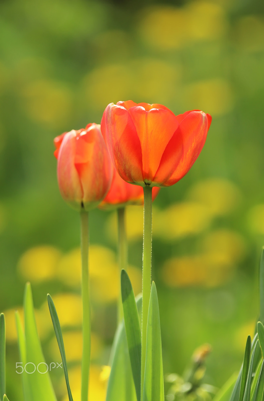 Canon EF 100-400mm F4.5-5.6L IS USM sample photo