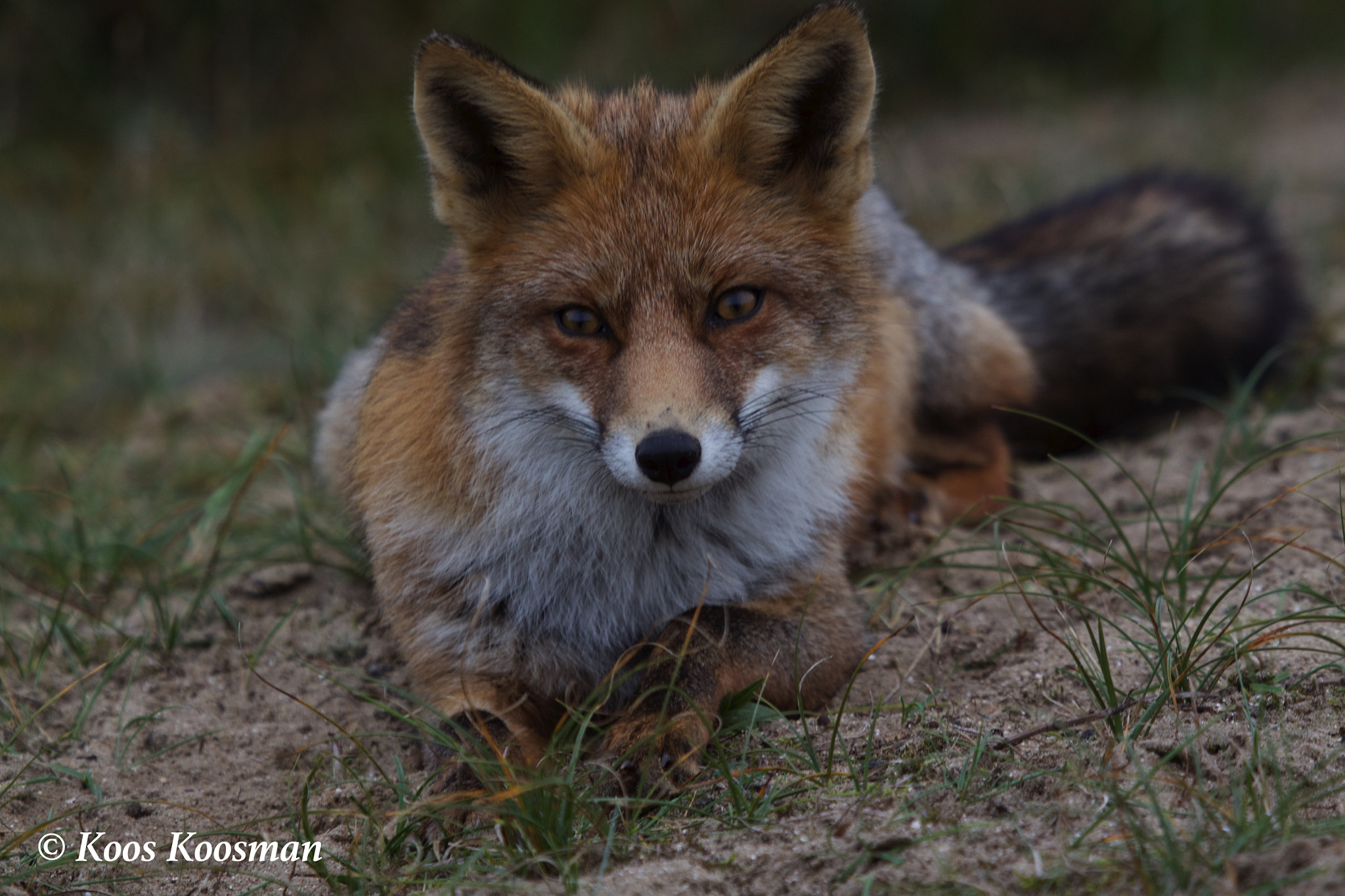 Canon EF 100-400mm F4.5-5.6L IS USM sample photo. Fox playground photography