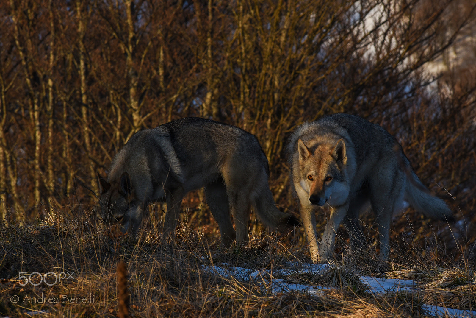 Nikon AF-S Nikkor 300mm F2.8G ED VR II sample photo. Wolves at sunset photography